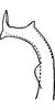 Stylus on Erythridula zephyr (Ross & DeLong, 1953): Stylus. (Observation).