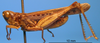 CollectionObject 1538327; e5aed16b-4c2d-4e8e-9c56-af3a5befd870: male, lateral view (holotype). (CollectionObject).