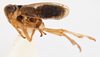 Habitus, lateral view on Delphacodes nigrinota Beamer, 1951: (Observation).