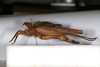 CollectionObject 1505791; b3801d44-1fe5-4103-9de9-dc2106ee58e1: female, lateral view (syntype). (CollectionObject).
