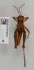 CollectionObject 1518938; e9b7c08f-49eb-4174-a87a-0c65fa234722: male, dorsal view (holotype). (CollectionObject).