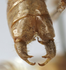 CollectionObject 1539571; ffddf332-545c-4500-94f6-a57b0c11c584: male cerci (syntype). (CollectionObject).