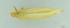 CollectionObject 2042933; d28ce83a-b5a0-4930-8093-72850d82e56b: male habitus, dorsal view (holotype). (CollectionObject).