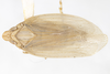 Habitus, dorsal view: (Observation).