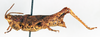 CollectionObject 1575284; 96d4f923-8357-4898-a0f7-5fc8cfd38b78: female, lateral view (paratype). (CollectionObject).