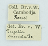 CollectionObject 1532417; 654a4b4f-ff7f-4ea9-bcdc-255438220e2c: labels (female syntype). (CollectionObject).