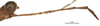 CollectionObject 1581741; 8474a309-4107-4ab4-a806-969b0c2e7d50: male, antenna (holotype). (CollectionObject).