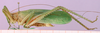 CollectionObject 1530755; eb911d78-83b8-4aa6-bce0-7cb3d2d960a3: male, lateral view. (CollectionObject).