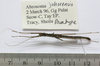 CollectionObject 1563743; 31a0be53-a6f5-4591-af23-2581e7627750: copyright FRIM. male, ventral view (paratype). (CollectionObject).;CollectionObject 1563744; 9d17e985-3744-4757-8071-626e03c20c7a: copyright FRIM. male, ventral view (paratype). (CollectionObject).