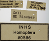 Other on Athysanella (Gladionura) rata Ball & Beamer, 1940: Labels - Female. (Observation).