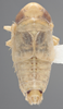 Habitus, dorsal view on Athysanella (Athysanella) deserta Blocker, 1988: Dorsal - Male. (Observation).