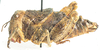 Batrachidacris rubridens (Uvarov, 1929): female, lateral view. (Otu).