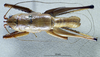 CollectionObject 1537871; fb7890a9-10e6-41b0-9dce-6e20d873373f: male, dorsal view. (CollectionObject).