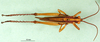 CollectionObject 1502139; 25ad38c4-5e58-4100-a4b3-28787ac41f7c: male, dorsal view (paralectotype of Agriacris picticollis). (CollectionObject).