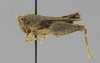 CollectionObject 1523141; 4bac132d-1d8e-4f7f-a767-b091821d1a7f: male, lateral view (holotype). (CollectionObject).