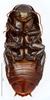CollectionObject 1587516; MNHN(SF IMPORT DUPLICATE) MNHN-EP-EP807, 97b37d8a-d566-4df4-9ac9-b632f6a43612: CC BY-NC-ND 4.0/MNHN - Depraetere Marion - 2014. Holotype, female, of matilei Grandcolas, 2000. Specimen number: MNHN-EP-EP807. http://coldb.mnhn.fr/catalognumber/mnhn/ep/ep807. (CollectionObject).