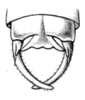 Thaumaspis (Thaumaspis) trigonurus Bolívar, 1900: Fig. 11b. male abdomen tip, dorsal view. (Otu).