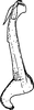 Aedeagus, lateral view on Ebarrius interstinctus (Fieber, 1869): Aedeagus, lateral view (right). (Observation).