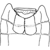 Abdomen, sternal apodemes, ventral view on Empoasca (Empoasca) anilla Ross, 1959: Sternal apodemes. (Observation).