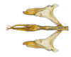 Aedeagus, ventral view: !! display not done !! on Cumora (Cumora) Oman, 1938: n.sp. AR 1: (Observation).