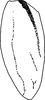 Forewing: !! display not done !! on Utecha trivia (Germar, 1821): Forewing. (Observation).