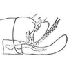 Pygofer, lateral view on Coccineasca coccinea (Fitch, 1851): Genital capsule, lateral view. (Observation).