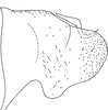 Pygofer, lateral view on Arboridia (Arboridia) tridentata Song & Li, 2013: (Observation).