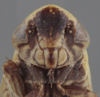 Head on Athysanella (Diphipyga) mexicana Johnson, 1979: Head. (Observation).