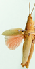 Tagasta anoplosterna (Stål, 1877): female, dorsal view. (Otu).