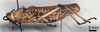 CollectionObject 1535532; f59709b3-677d-411d-8381-19657f1d7714: male, lateral view (lectotype). (CollectionObject).