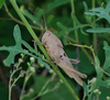 Xyleus modestus (Giglio-Tos, 1894): male. (Otu).