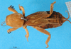 CollectionObject 1594828; e9409af0-e0a8-4b2b-98b6-0b881e77a3c8: dorsal view (syntype of Gryllotalpa borealis). (CollectionObject).