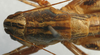 CollectionObject 1517227; 3f3f44e1-d06c-405d-8e1c-34fb0c56745a: male pronotum dorsal (holotype of Pterolepis raggei). (CollectionObject).