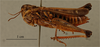 CollectionObject 1519675; 7b6db2da-7bc0-44e4-afc9-3159529e5585: female, lateral view, (holotype). (CollectionObject).