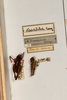 CollectionObject 1537339; 61d365f1-11bd-44b2-ab9d-920770231826: female and male, on drawer (syntypes). (CollectionObject).