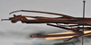 CollectionObject 1558568; NTUC 732, c9758454-56c2-43fd-92c2-00b2d31b54ab: copyright NTUC. female: head and thorax, lateral view (holotype). (CollectionObject).