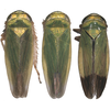 Habitus, dorsal view: !! display not done !! on Nephotettix cincticeps (Uhler, 1896): Habitus, female, dorsal view. (Observation).