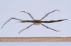 CollectionObject 1557238; 63c671d2-8552-4f83-a8ac-ce71d6e1359b: copyright NHMB, Basel. female (holotype). (CollectionObject).