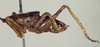 CollectionObject 1502496; d3e0a81f-8bf8-4cc1-be6c-3604ba0322ab: male, lateral view (syntype). (CollectionObject).
