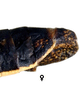 Pygofer, lateral view: Caudal abdomen, lateral view. U.S.A., Arizona, Huachuca Mts., OSAC. (Observation).