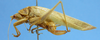 CollectionObject 1580354; MUJ MUJ-670, c145f0bc-9113-4316-995c-9f79132ae82f: female, lateral view. (CollectionObject).