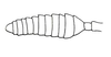 Afrotettix fursti Brown, 1970: Fig. 24. female, left antenna. (Otu).