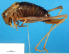 CollectionObject 1501981; 8c007038-b6d7-42a4-b5a1-563849f6d2a4: female, lateral view. (CollectionObject).