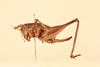 CollectionObject 1516679; 73034b11-48b1-4f35-8b99-c61fd3f86015, NHMUK013804019: female, lateral view (holotype of Lutosa obliqua). (CollectionObject).