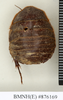 CollectionObject 1573061; NHMUK(SF IMPORT DUPLICATE) BMNH(E) 876170''''', 229e8301-7307-44e0-a113-a8c1ef63af78: Copyright Natural History Museum, London. Syntype (female) in BM(NH). Dorsal view. (CollectionObject).