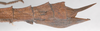 Manduria halconensis Hennemann & Conle, 1997: copyright F. Hennemann. female: end of abdomen, lateral view (paratype). (Otu).