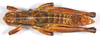 CollectionObject 1499451; 44c45e79-e6e6-40d5-a795-7a566f61b6de: male, dorsal view (holotype). (CollectionObject).