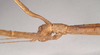 CollectionObject 1559251; 1093c59f-8e59-4f1d-8c45-0ad53cd66496: copyright Natural History Museum, London. female: head, lateral view of Dixippus insularis (holotype). (CollectionObject).