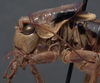 male head and pronotum, lateral view (holotype). Depicts CollectionObject 1505807; 1c87da3a-cb5c-49bd-a912-652743fc2ed7, a CollectionObject.