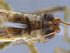 male head and pronotum, dorsal view. Depicts CollectionObject 1593110; 48c2d6f0-1051-404f-ae92-1a2eb3056a18, a CollectionObject.